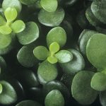 Vancouver WA Animal Hospital warns patients about the Jade Plant
