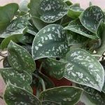 Battle Ground vet care - keep your pet safe from Satin Pothos
