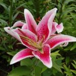 Salmon Creek veterinary care -  lily plants can be dangerous to pets