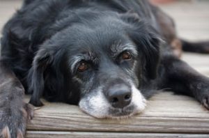 Senior Pet Care in Vancouver WA - Veterinary Services - picture of senior dog
