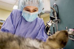 Animal care and surgery in Vancouver WA