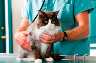 Hazel Dell and Vancouver Area Veterinary care and wellness exams