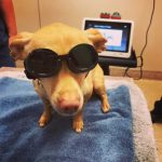 Class IV Laser Therapy – A surgery-free, drug-free, noninvasive treatment
